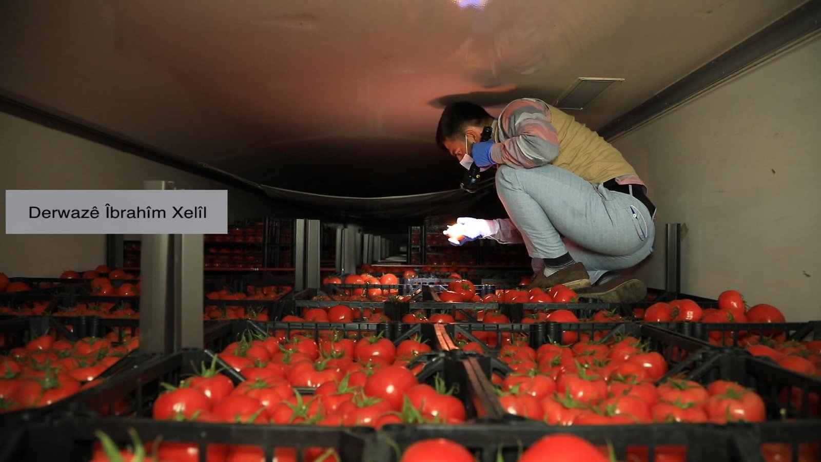 ڤەگەراندنا باجان سورکان